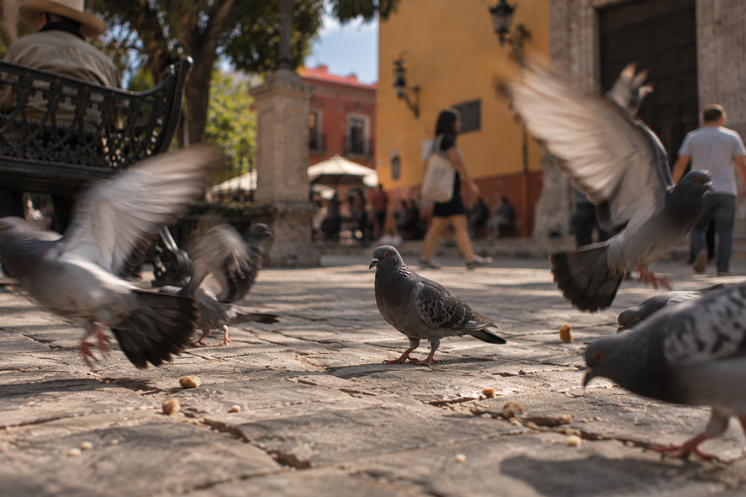 Pigeons on the cobbles of a square
